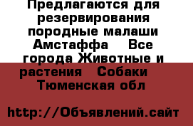 Предлагаются для резервирования породные малаши Амстаффа  - Все города Животные и растения » Собаки   . Тюменская обл.